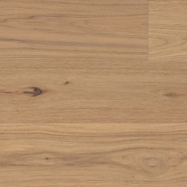 Hickory américain
